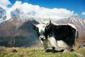 Nepál - cesta na "strechu sveta"
