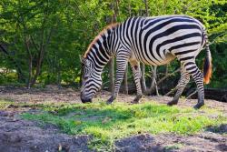 ZOO PARK, Spojené arabské emiráty