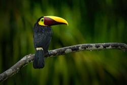 Národný park Chagres, Panama