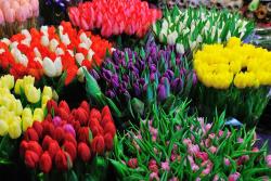 Kvetinový trh, Holandsko