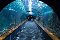 Londýnske akvárium, Veľká Británia
