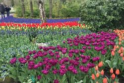 Keukenhof, Holandsko