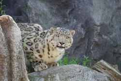 ZOO Barcelona, Španielsko