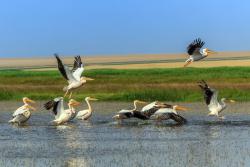 Rezervácia pelikánov, Rumunsko