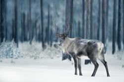 Laponská príroda, sob a zasnežený les. Fínsko. 