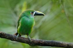 Aviario Nacional de Colombia, Kolumbia