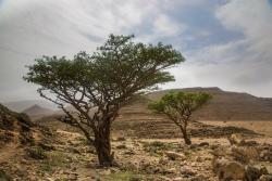 Wadi Dawka, Omán