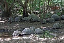 Zala Park. Zanzibar