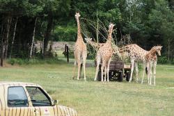 Žirafy v parku v nemecku