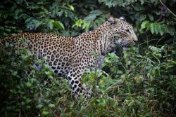 Leopard v shimba hills