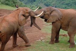 Slony v parku aberdere