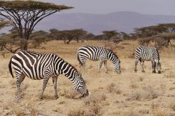 Zebry v národnom parku v keni