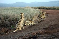Leopardi v lewa v keni
