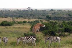 Národný park Nairobi 