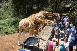 Žirafy v národnom parku