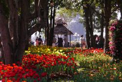 Mae Fah Luang