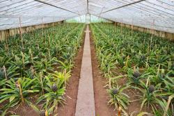 Ananásová plantáž na Azorskych ostrovoch.