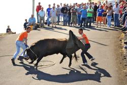Zápas s býkom na Azoroch.