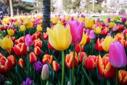 festival tulipánov