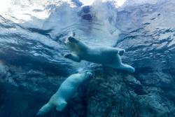 Assiniboine Park Zoo vo Winniipegu.