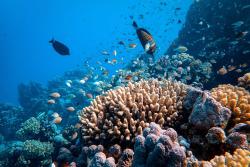 Koralové útesy v červenom mori neďaleko ostrova Hasan.