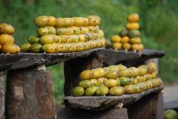zanzibarské mango