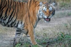 Tiger v národnom parku Corbett, India.