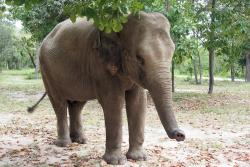 Slon v kambodžskom parku.