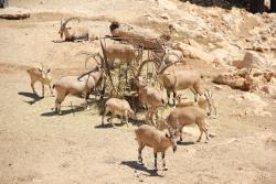 Jeruzalemská ZOO. Izrael.