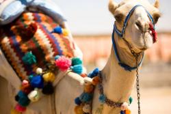 International Camel Derby and Festival)
