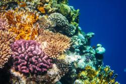 koralové reefy