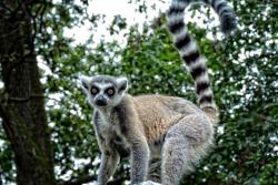 Lemur na ostrove Nosy Komba zo súostrovia Nosy Be