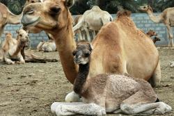 Camel Park 