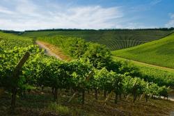 vinárska oblasť Villány