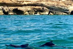 Delfíny pri pobreží Salalah