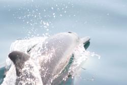 pozorovanie delfínov