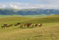 Bežiace kone na pastvinách v Kazachstane. 