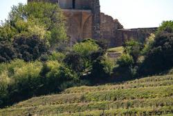 Châteauneuf-du-Pape - stará zrúcanina a hrozno. Francúzsko. 