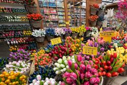 Kvetinový trh, Holandsko