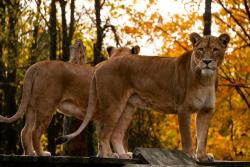 Levy v Givskud ZOO. Dánsko.