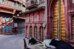 Farebné domy a kravy v meste Bikaner v Indii
