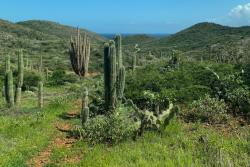 Kaktusy, zelené kopce a chodník v NP Arikok. Aruba.