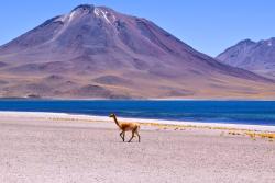 Modrá lagúna, sopka a zviera. Atacama. Čile. Foto: unsplash.com