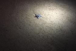 Malá korytnačka si hľadá cestu ku moru. Ras aj Jinz. Omán