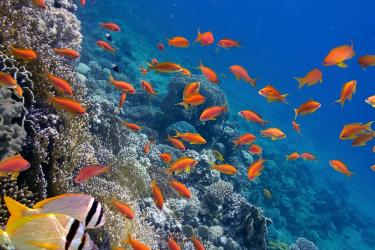 Plavba loďou Sea Scope, Marsa Alam