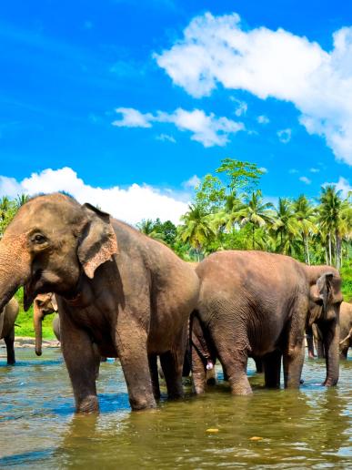 Poobedné kúpanie slonov v Pinnawale