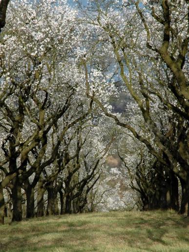 Festival mandlí a vína - sad stromov