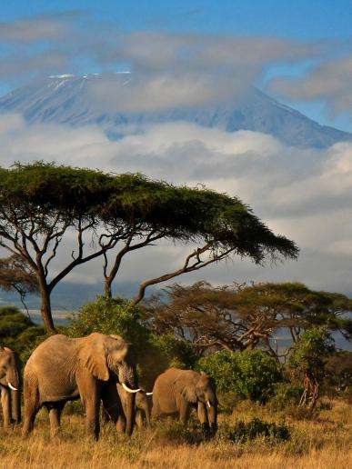 Keňa - Dokonale safari a oddych na bielej pláži