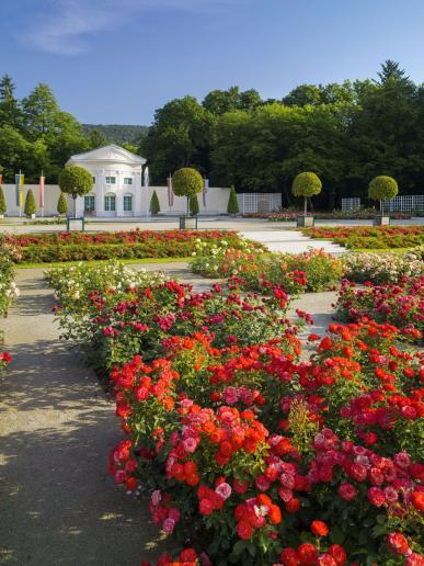Ruže, Baden bei Wien