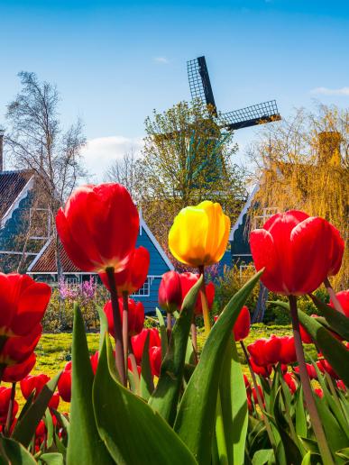 Rozkvitnuté Holandsko, poznávací zájazd